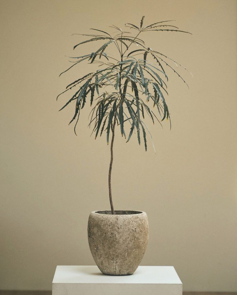 Plant 01
