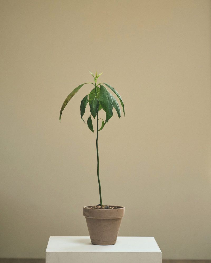 Plant 02