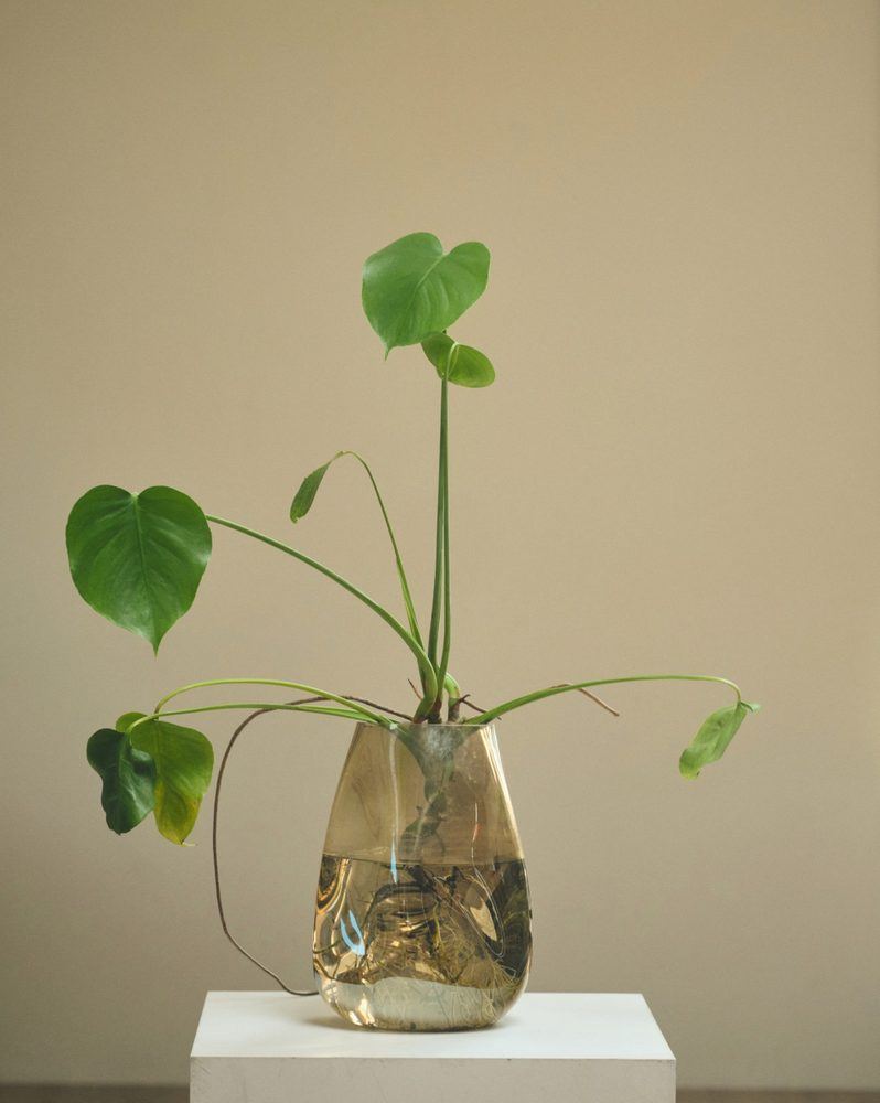 Plant 03