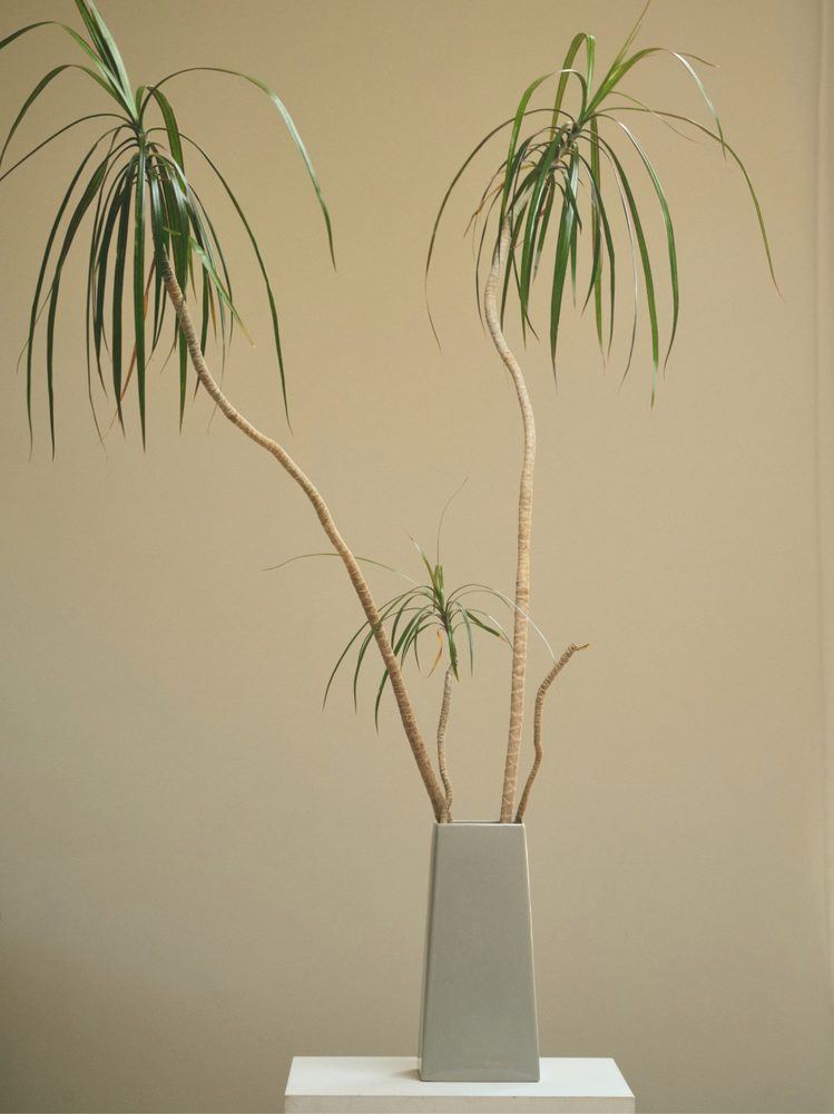 Plant 04